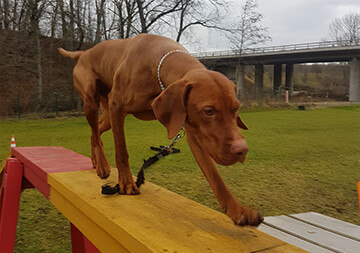 Ausbildung, Hugo von der Dresdner Heide
