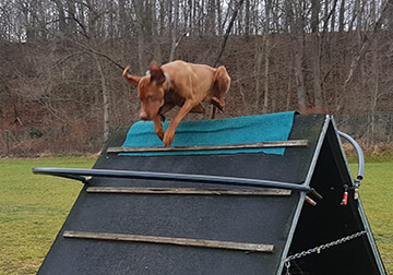 Ausbildung, Hugo von der Dresdner Heide