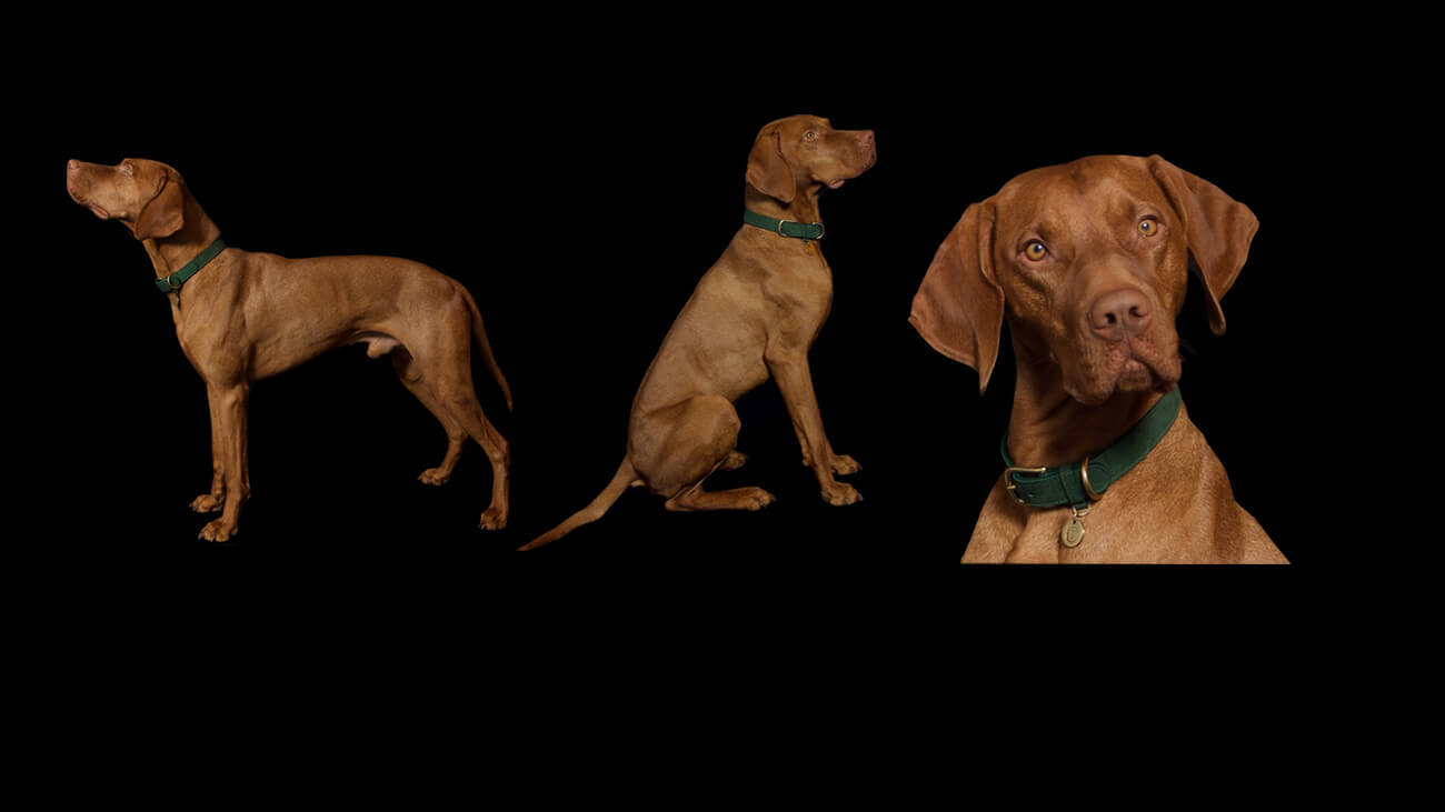 Deckrüde Hugo von der Dresdner Heide