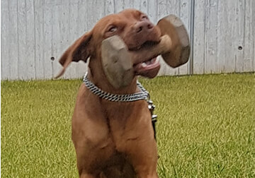 Spielen, Hugo von der Dresdner Heide